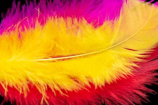 bright colored feathers close-up as a background