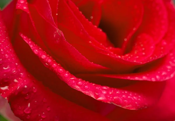 Scarlet Rose Blomma Närbild Vatten Droppe Studio — Stockfoto