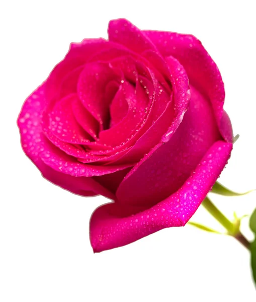 Scarlet Rose Flower Close Water Drop Studio — Stock Photo, Image