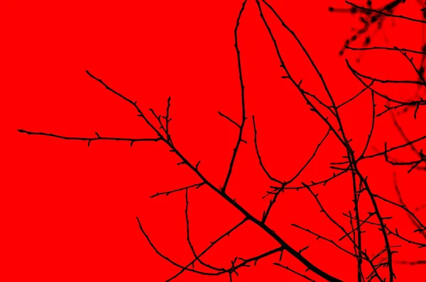 Silhouette Tree Branches Red Background — Stock Photo, Image