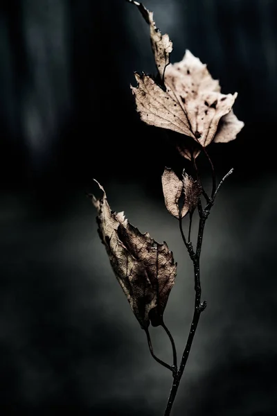 抽象的な乾燥葉アート グランジ背景をクローズ アップ — ストック写真