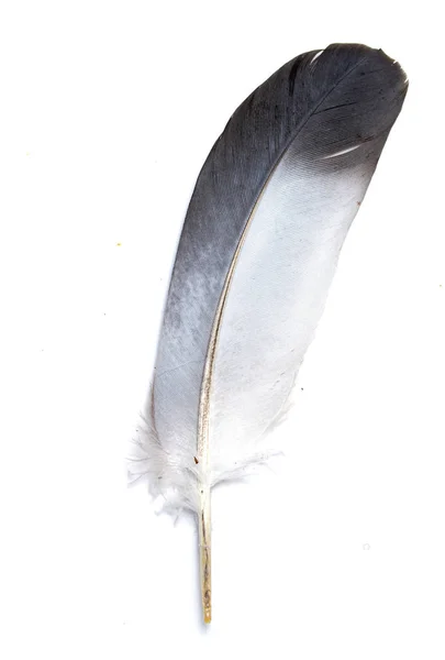 Feder Eines Vogels Auf Weißem Hintergrund — Stockfoto