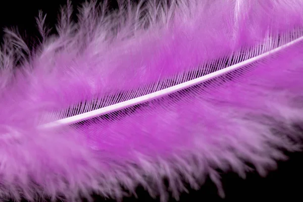 Bright Colored Feathers Close Background — Stock Photo, Image