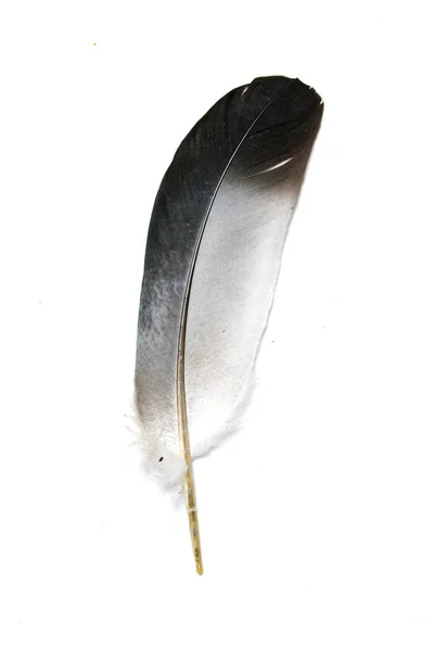 Pluma Pájaro Sobre Fondo Blanco — Foto de Stock