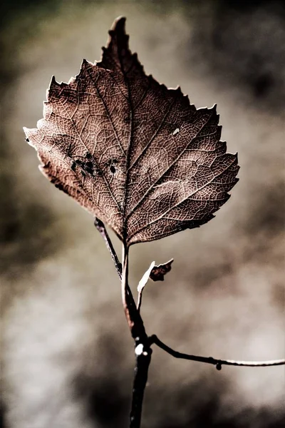 나뭇잎 가까이 — 스톡 사진