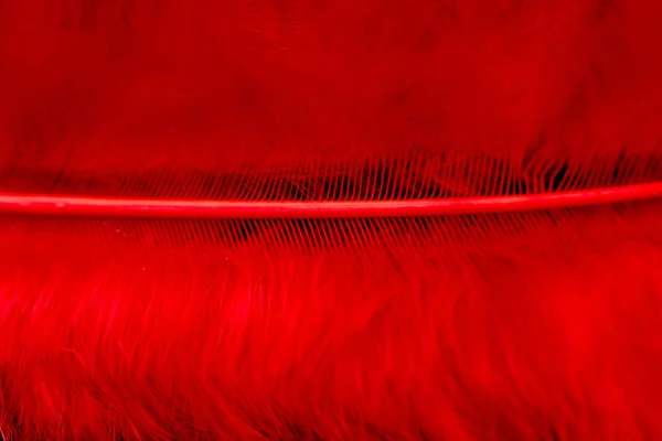 Bright Colored Feathers Close Background — Stock Photo, Image