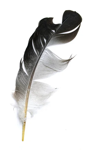 Pluma Pájaro Sobre Fondo Blanco —  Fotos de Stock