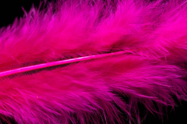 Plumas Color Brillante Primer Plano Como Fondo — Foto de Stock