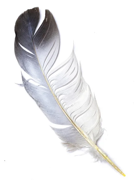 Feather Bird White Background — Stock Photo, Image