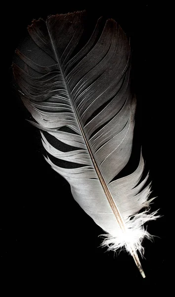 Feather Isolated Black Background — Stock Photo, Image