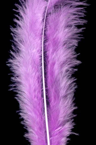 Bright Colored Feathers Close Background — Stock Photo, Image