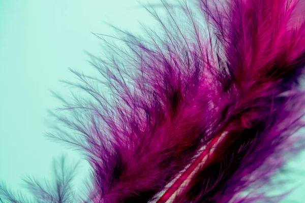 Plumes Couleur Vive Gros Plan Comme Fond — Photo