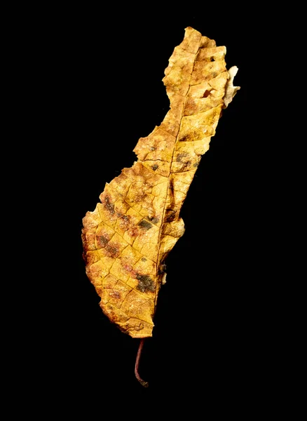 Yellow Dry Leaf Black Background Isolated Abstraction — Stock Photo, Image