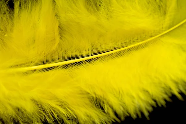 Φωτεινά Χρωματισμένα Φτερά Φράζω Φόντο — Φωτογραφία Αρχείου