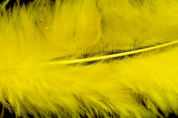 Plumas Color Brillante Primer Plano Como Fondo —  Fotos de Stock