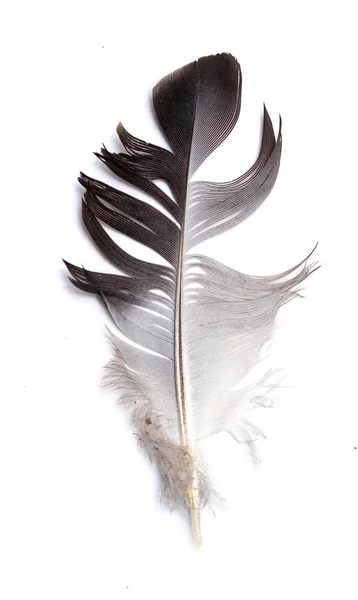 Plume Oiseau Sur Fond Blanc — Photo