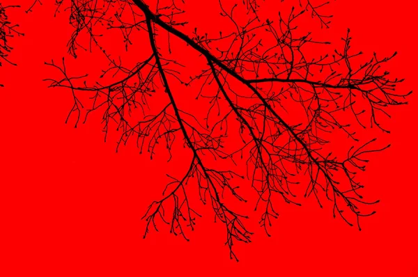 Silueta Ramas Árbol Sobre Fondo Rojo — Foto de Stock