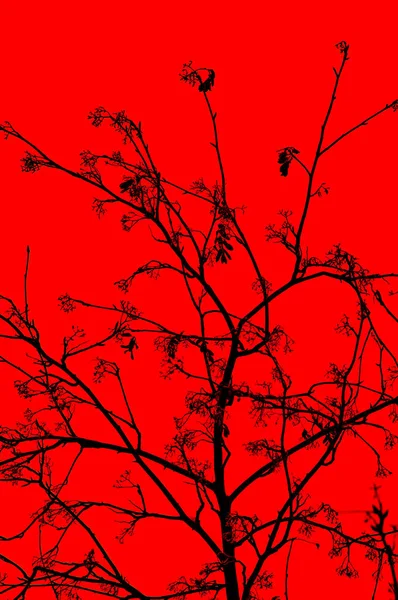 Sylwetka Gałęzi Drzew Czerwonym Tle — Zdjęcie stockowe