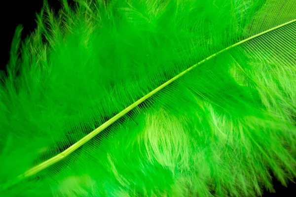 背景として明るい色の羽のクローズ アップ — ストック写真
