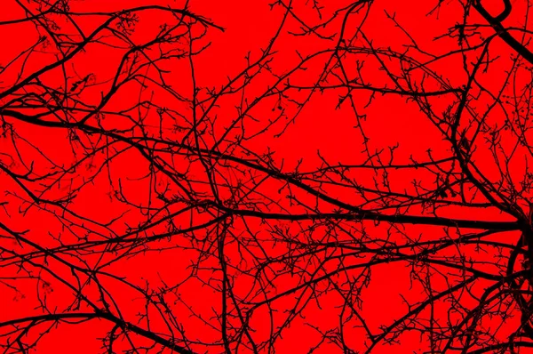 Silueta Ramas Árbol Sobre Fondo Rojo — Foto de Stock