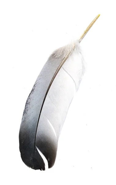 Plume Oiseau Sur Fond Blanc — Photo