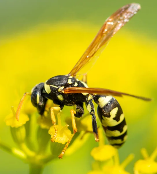 insect wasp on a yellow flower close-up