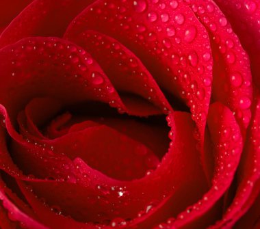kırmızı gül çiçek kapatın su damla stüdyo