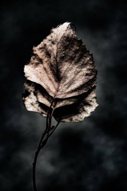 Kuru soyut sanat grunge arka plan yakın bırakır