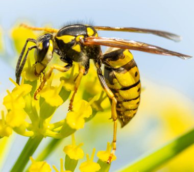 sarı çiçek yakın çekim üzerinde böcek yaban arısı