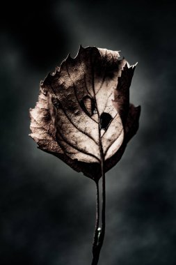 Kuru soyut sanat grunge arka plan yakın bırakır