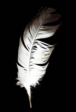 Siyah arka plan üzerine izole tüy