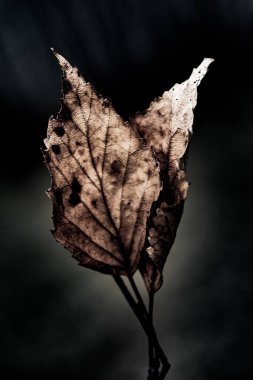 Kuru soyut sanat grunge arka plan yakın bırakır