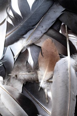 Beyaz arkaplanda kuş tüyü