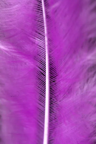 Яркие Цветные Перья Крупным Планом Качестве Фона — стоковое фото