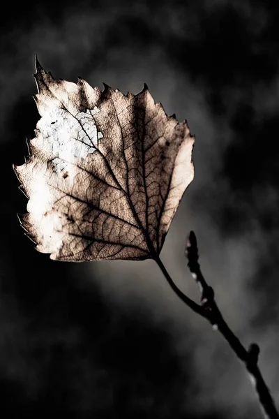 Abstrakte Trockene Blätter Schließen Art Grunge Hintergrund — Stockfoto