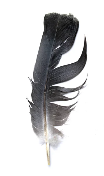 Feather Bird White Background — Stock Photo, Image