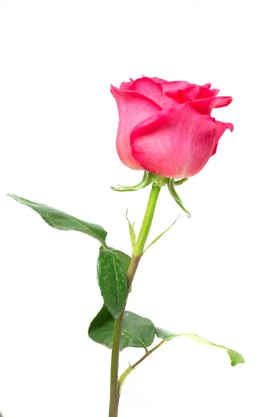 Scarlet Rose Flower Close Water Drop Studio — Stock Photo, Image