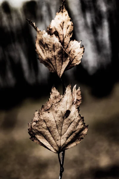 抽象干燥的叶子关闭艺术格格背景 — 图库照片