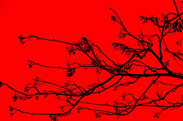 Silhouette Von Ästen Auf Rotem Hintergrund — Stockfoto