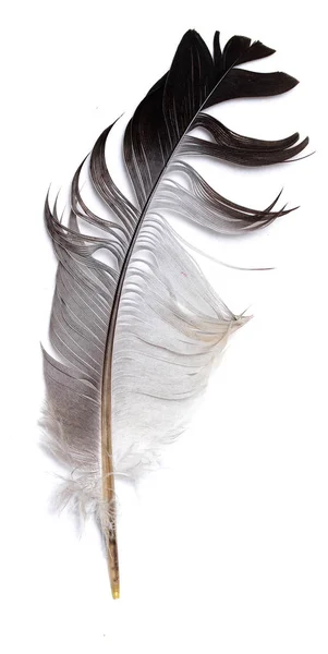 Пір Птаха Білому Тлі — стокове фото