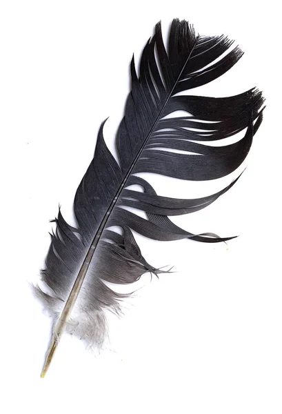 Feather Bird White Background — Stock Photo, Image