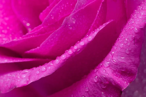 Escarlate Rosa Flor Close Estúdio Gota Água — Fotografia de Stock