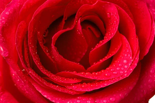 红玫瑰花关闭水滴工作室 — 图库照片