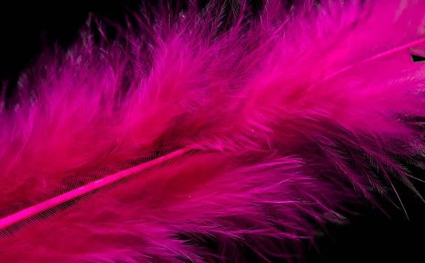 Bright Colored Feathers Close Background — Stock Photo, Image