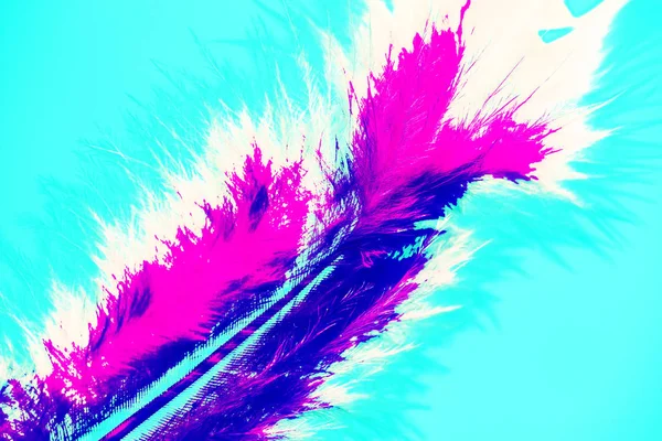 Φωτεινά Χρωματισμένα Φτερά Φράζω Φόντο — Φωτογραφία Αρχείου