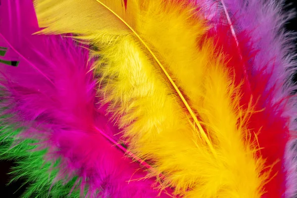 Bright Colored Feathers Close Background — Stock Photo, Image