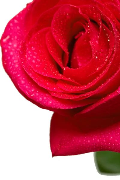 红玫瑰花关闭水滴工作室 — 图库照片