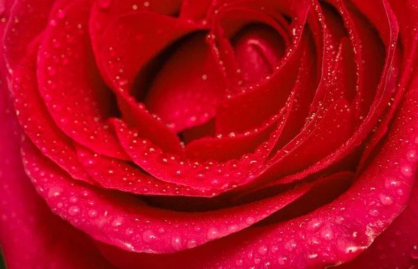 緋色のバラの花をクローズ アップ ウォーター ドロップ スタジオ — ストック写真