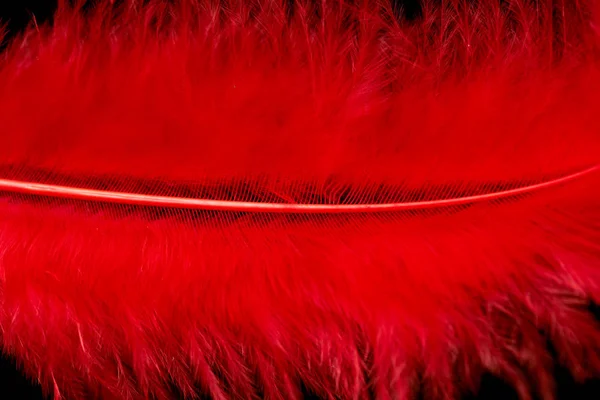 Bright Colored Feathers Close Background — Stock Photo, Image