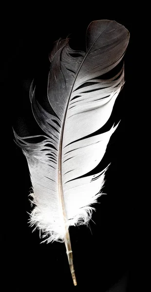 Feather Isolated Black Background — Stock Photo, Image